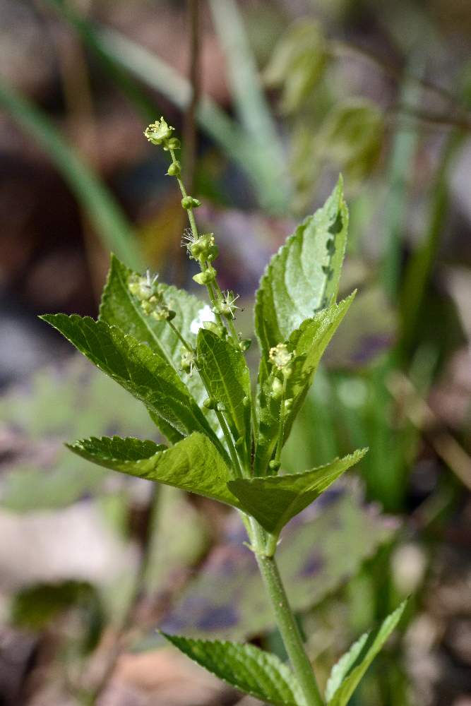 Mercurialis perennis / Mercorella bastarda